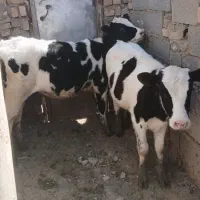 جوانه گوساله نر و ماده تلیسه سیمین