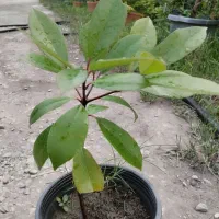 فوتنیا.   برگ انجیلی ابلق یوکا