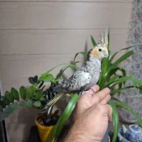 عروس هلندی و گرینجیک|پرنده|اندیشه, اندیشه فاز ۱|دیوار