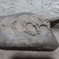 سنگ فسیل|کلکسیون اشیاء عتیقه|کرمانشاه, |دیوار