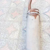 خرگوش لپ هلندی