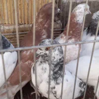 جوجه کاشونی