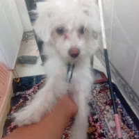 سگ مهربون|سگ|قم, اسمعیل آباد|دیوار