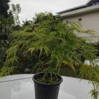 فروش گیاهان آپارتمانی بنسای ...