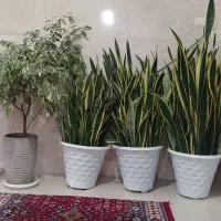 گل سانسوریا(شمشیری)