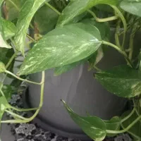 گل طبیعی پتوس جفت معاوضه با ظرف|گل و گیاه طبیعی|کرمانشاه, |دیوار