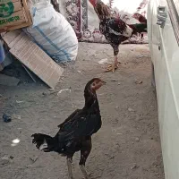 مرغ|حیوانات مزرعه|توکهور, |دیوار