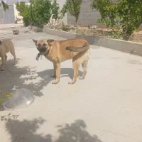سگ ژرمن