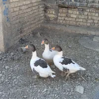 پرنده|پرنده|درودزن, |دیوار