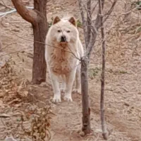 سگ چاوچاو|سگ|اصفهان, امیرعرب|دیوار