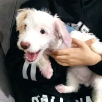 واگذاری توله نر سه ماهه|سگ|مشهد, طبرسی شمالی|دیوار