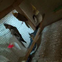 پرنده|پرنده|سنگان, |دیوار