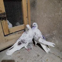 کبوتر پرشی عشق بازی|پرنده|ماهدشت, |دیوار