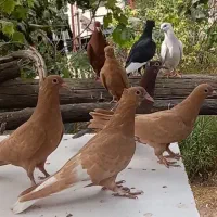 تعدادی نوچه کبوتر کفتر
