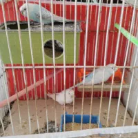 عروس هلندی مرغ عشق فنچ تخم جوجه|پرنده|چناران, |دیوار