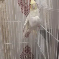 عروس هلندی نر