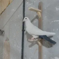 کفتر.بیله