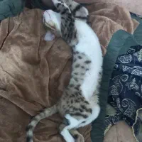 بچه گربه ۴ماهه نر بازیگوش واگذاری