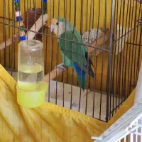 طوطی برزیلی  مرغ عشق