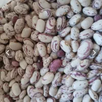 لوبیاچیتی محلی