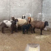 میش|حیوانات مزرعه|چغادک, |دیوار