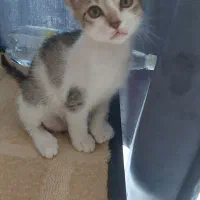 واگذار ۲ عدد بچه گربه