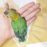 ۱عدد جوجه کوتوله سرلاک فیشر  آگهی خواننده شود