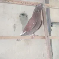 ۱ عدد کبوتر حومه ی مهراباد رودهن گم کردم نر قرمزی|پرنده|رودهن, |دیوار