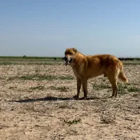 سگ افغان