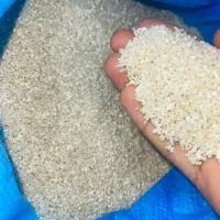 برنج نیم دانه شمالی