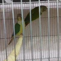 طوطی   گرینچیک