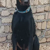 سگ دوبرمن نر اصیل شش ماهه