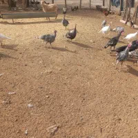 16عدد‌بقلمون‌محلی