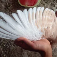 کبوتر ساده و چپ و اوگون|پرنده|سبزوار, قلعه‌نو دهزار|دیوار