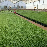 نیروی کار جهت گلخانه تولید نشا