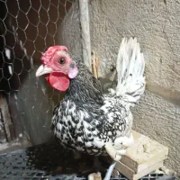 فروش نیمچه مرغ و خروس زینتی پاکر بوشهری و سبرایت|حیوانات مزرعه|کازرون, |دیوار