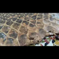 پوست مار آناکوندا