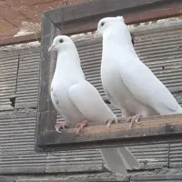 کبوترپرشی تضمینی