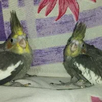 جوجه  دوماه نیم