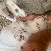 کبوتر پرشی و خوش  سو خوش خال