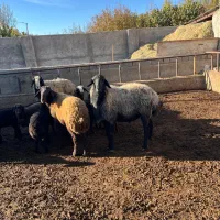 قوچ شال اصیل|حیوانات مزرعه|ماهدشت, |دیوار