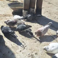کبوتر کفتر|پرنده|پیر بکران, |دیوار