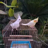 عروس آلبینو رام رام حلقه پا|پرنده|رودسر, |دیوار