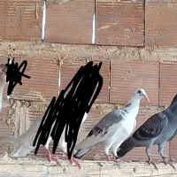 گم شده