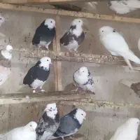 100 عدد کبوتر خوش رنگ ضمانتی