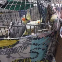 یه جفت عروس هلندی با قفس بزرگ چوبی|پرنده|بابل, |دیوار