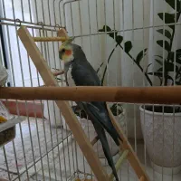 عروس هلندی سخنگو