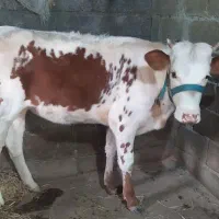لیشه از جنس مونت بیلیارد عالی خوش خوراک سرحال