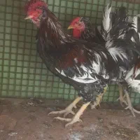 خروس گلین زیباوخشکل