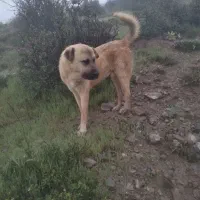 سگ گوسفندی پژدر